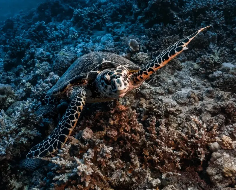 Scuba Diving the Great Barrier Reef: A Complete Planning Guide