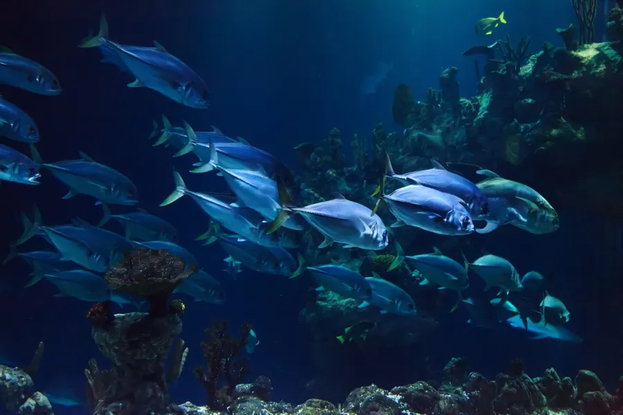 Scuba Diving the Great Barrier Reef: A Complete Planning Guide