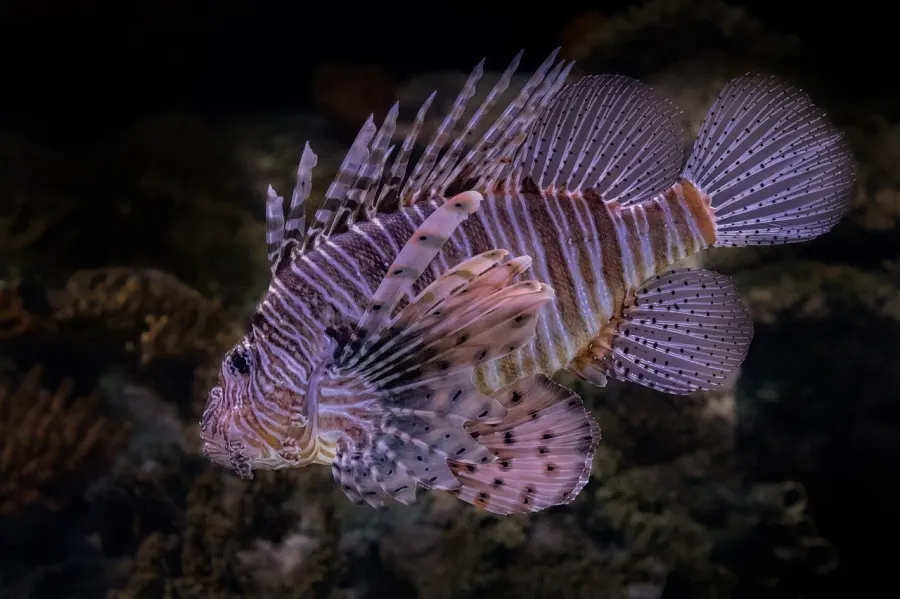 Caribbean Island Hopping Guide: Which Islands to Visit and When